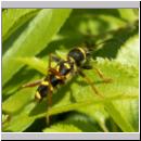 Clytus arietis - Gemeiner Widderbock 02.jpg